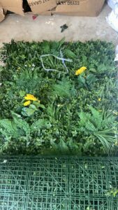 عشب جداري وخشب بركية (29)